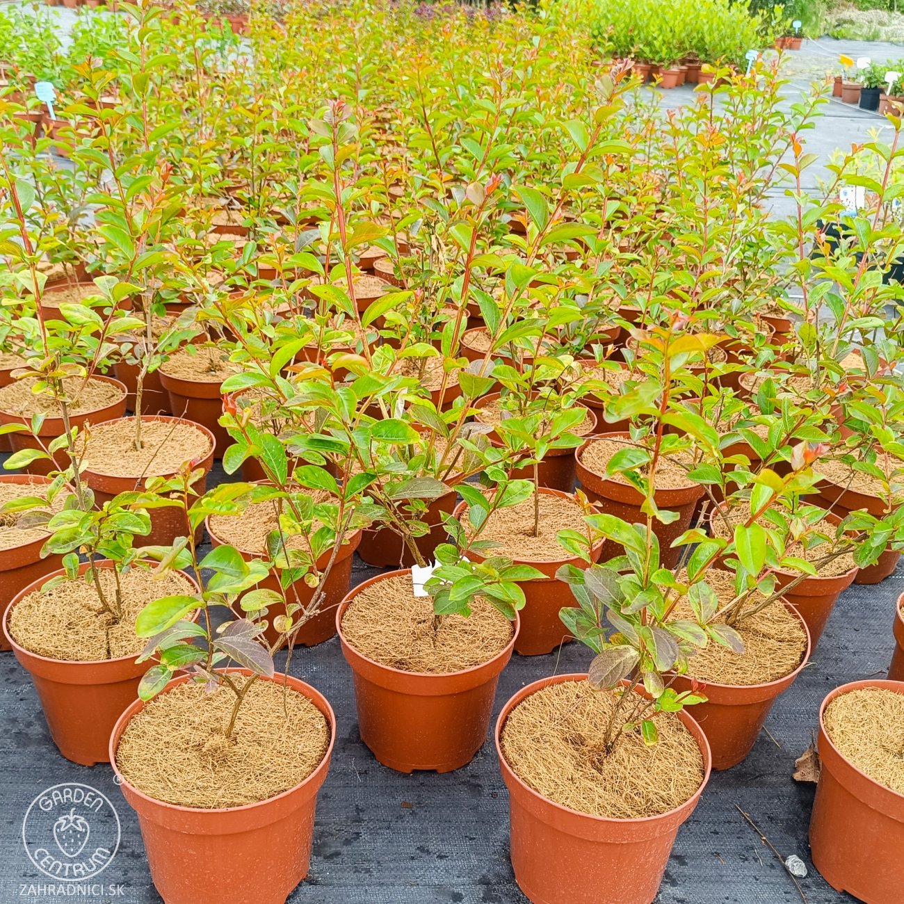 Obrázok Myrta krepová (Lagerstroemia indica) ‘PETITE ORCHIDEE’ - výška 30-50 cm, kont. C2L